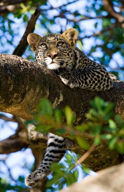 Premium Photo Leopard Is Lying On A Tree