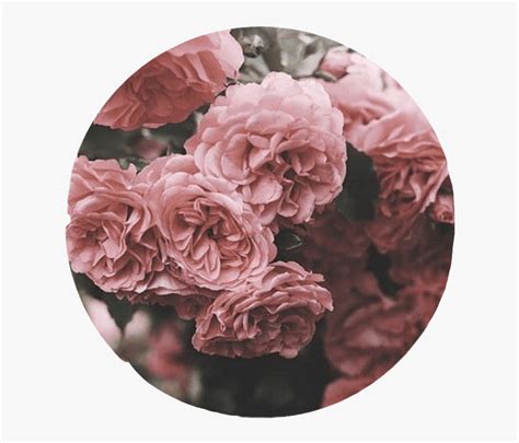 Aesthetic Roses Tumblr Overlay Circle Cute Pink Interes Overlay