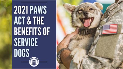 2021 Paws Act And The Benefits Of Service Dogs Vets Disability Guide