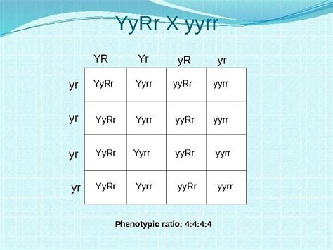 Thus, a dihybrid cross involves two pairs of genes. Heredity and Genetics Part Two Dihybrid Crosses