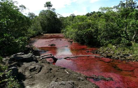 Caño Cristales Most Beautiful River In The World Lulo