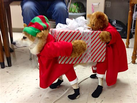 The 70 Absolute Best Pet Costumes We Have Ever Seen Petful