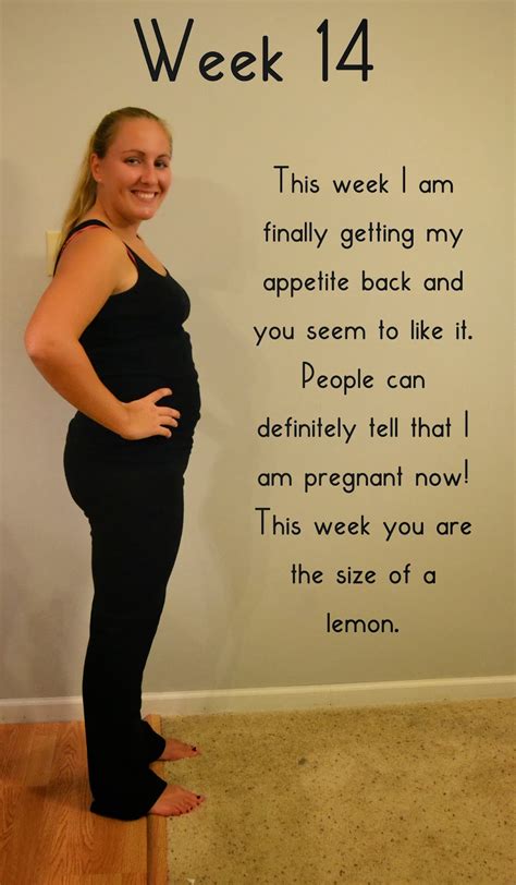 Bumpdate Weeks And Weeks Pregnant Well Planned Paper Pregnancy