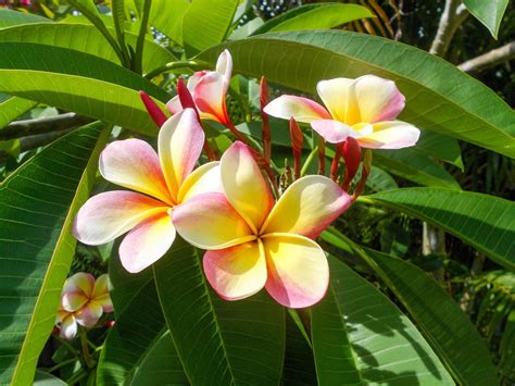 Bunga Kamboja Taksonomi Ciri Morfologi And Jenisnya