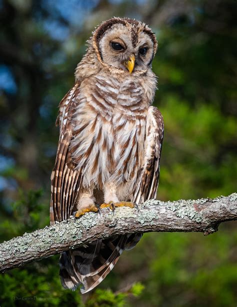 Juvenile Barred Owl North Carolina June 2020 Rsuperbowl