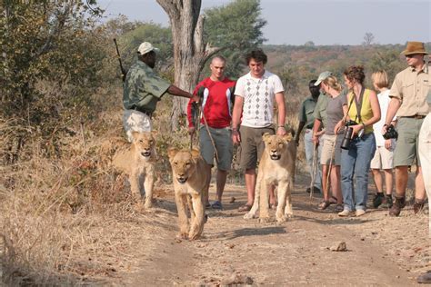 Shearwater Walking With Lions In Zimbabwe My Guide Zimbabwe