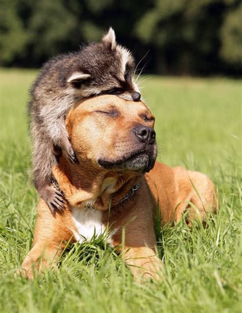 Life Is Beautiful 27 Pics Unlikely Animal Friends Cute Animals