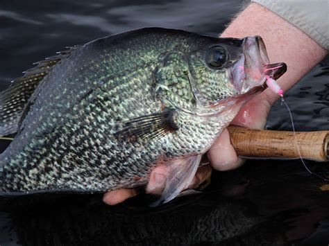 Black Crappie Spec Fishing Trips South Florida Fishing And Hunting