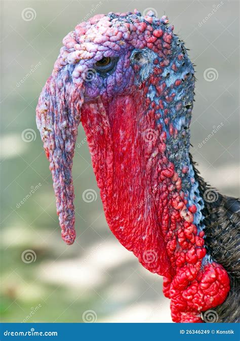 turkey cock royalty free stock images image 26346249