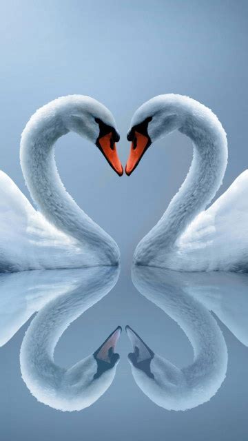 White Swan Couple Wallpaper Wallpaper For You Hd Wallpaper For