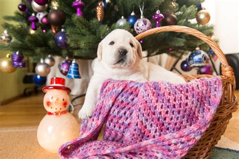 Christmas Came Early Cute Pictures Of Christmas Puppies Popsugar