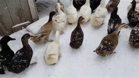 Ducks In The Snow Youtube