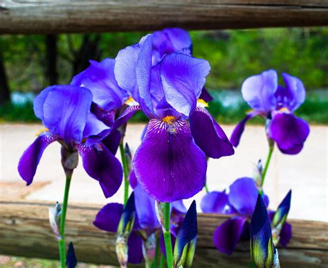 Pin By Sheila Seaman On Intrigueing Irises Purple Purple Iris Plants