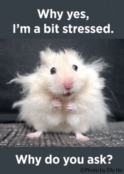 Related Image Funny Hamsters Baby Animals Funny Cute