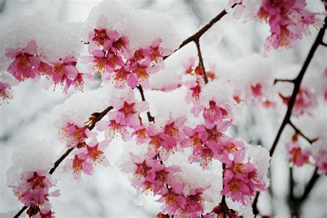 Snow On Branches With Blossoms Winter Garden Garden Plants Snow Japan