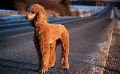 14 Hd Poodle Dog Wallpapers