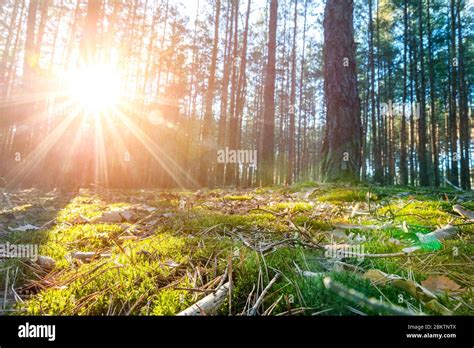 Beautiful Scenic Coniferous Forest Woods Floor View Early Morning