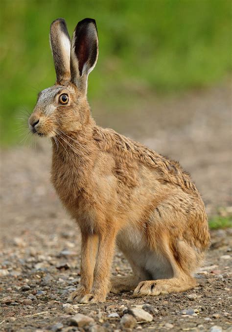Brown Hare Sitting In Evening Light Lepus Europaeus Mike Rae