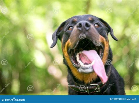 A Rottweiler Dog With Its Mouth Open And Tongue Out Panting Heavily