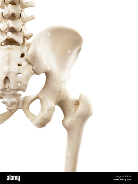 Illustration Of Human Hip Bones Stock Photo Alamy