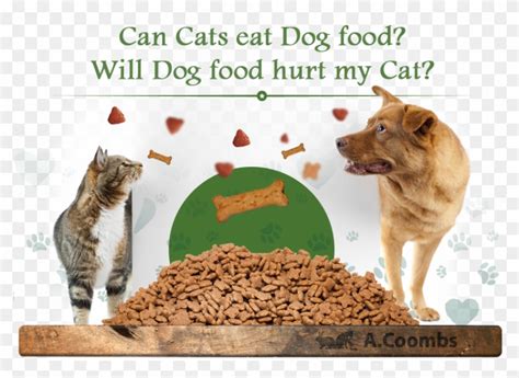 One of the many misconceptions is that cats don't need vegetables, this is not true at all. Can Cats Eat Dog Food Will Dog Food Hurt My Cat - Dog Cat ...
