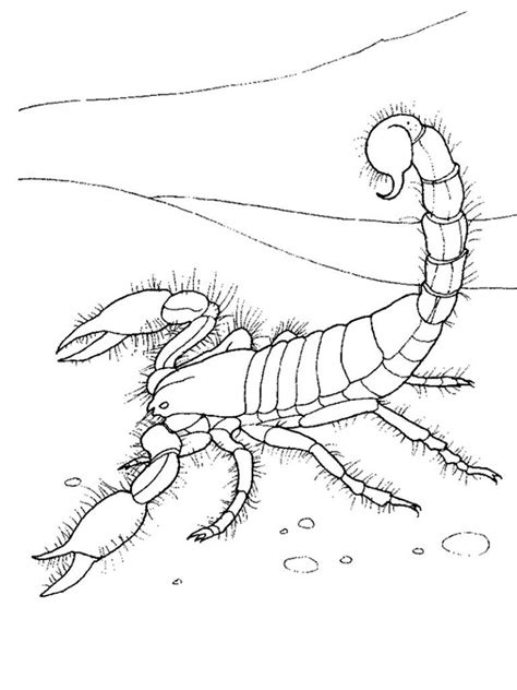 Free Printable Scorpion Coloring Pages For Kids Desert Animals