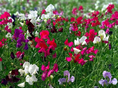 How To Plant Grow And Care Sweet Peas Growing Sweet Peas Naturebring