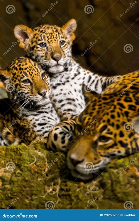Jaguar Cubs Stock Photo Image Of Predator Forest Leopard 29253256