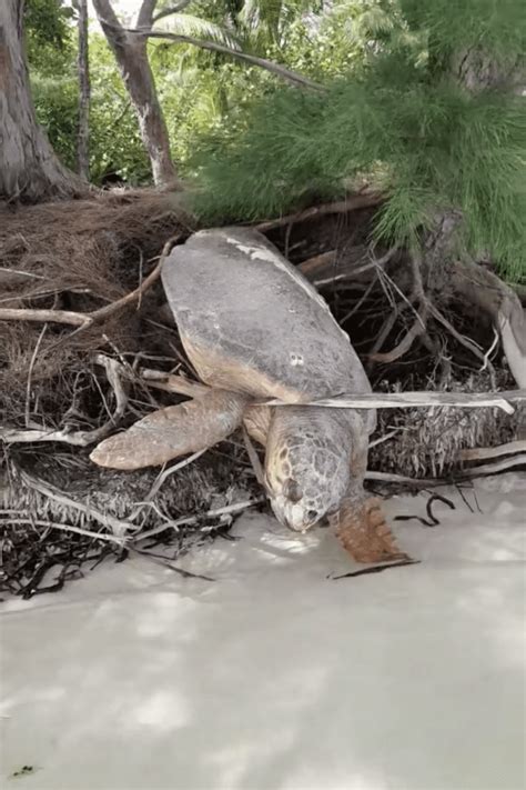 Incredible Rescue Man Saves Sea Turtle Trapped On Land