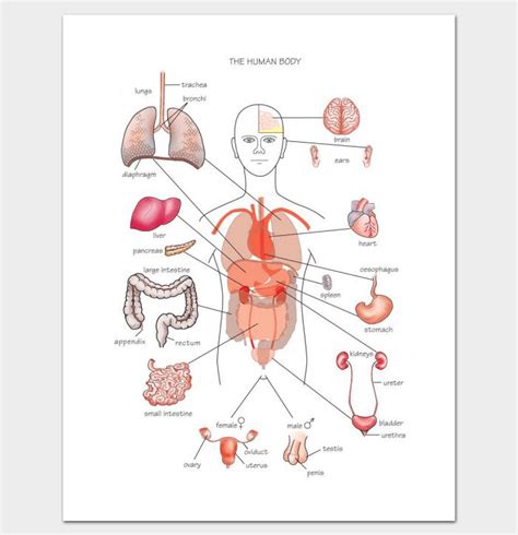 Printable Human Body Outline With Organs