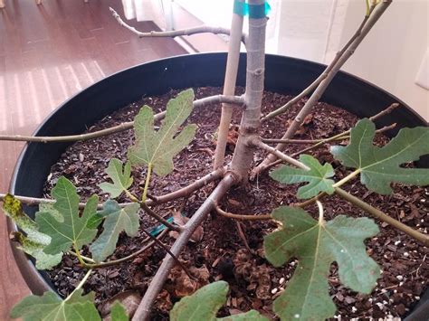 See full list on thespruce.com Ask a Question forum→Fig tree help! - Garden.org