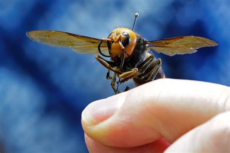 Murder Hornets Hundreds Report Asian Giant Hornet In Washington State