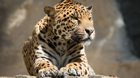 Download 1366x768 Jaguar Majestic Lying Down Big Cats Predator