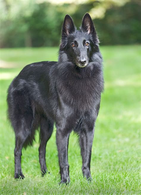 Belgian Sheepdog Belgian Shepherd Dog Breed Information And