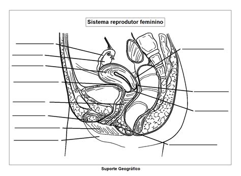 Sistema Reprodutor Feminino Para Colorir