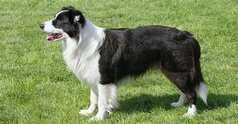 Border Collie Breed Profile Your Dog