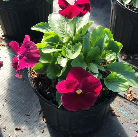 Pansy Matrix Rose From Saunders Brothers Inc