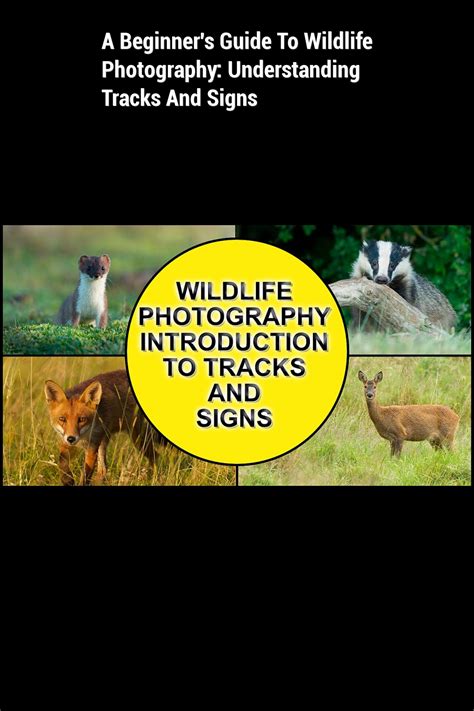 A Beginners Guide To Wildlife Photography Understanding Tracks And
