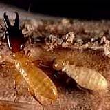 Termite Control Tampa Images