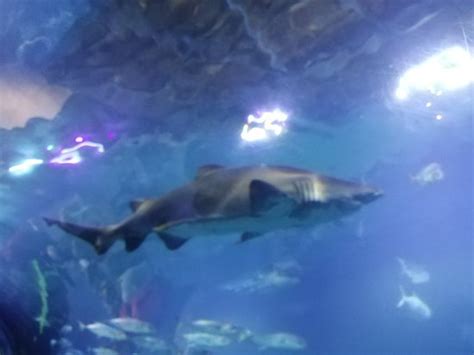 National Marine Aquarium Plymouth Updated 2019 All You Need To Know