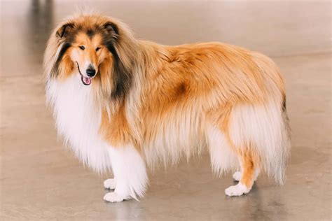 Rough And Smooth Coat Border Collies What You Need To Know