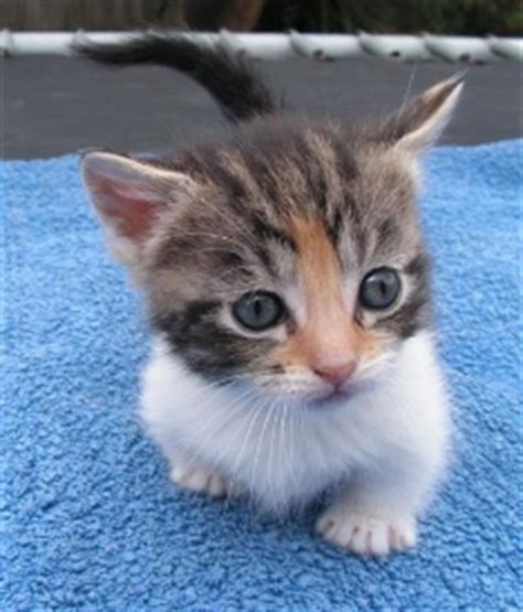 They are bred for lovable personalities, and munchkins come in all colors and patterns including; Munchkin Cat Breeders Australia - Munchkin Kittens For Sale