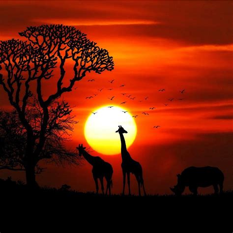 African Safari African Sunset Nature Wallpaper Sunset Canvas