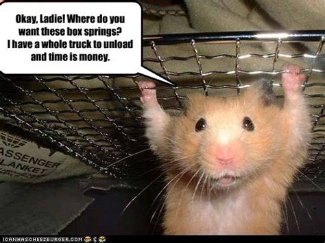 Funny Hamsters With Captions Funny Animal