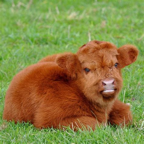 This Fluffy Little Calf Or Is It A Teddy Bear In Disguise Fluffy