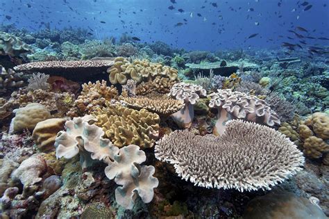 Wakatobi Resort Is An Ideal Snorkeling Destination Rather Than Being