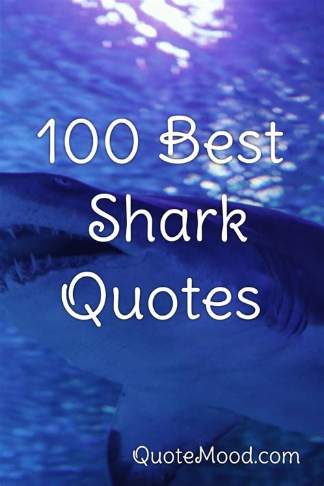 100 Most Inspiring Shark Quotes In 2020 Shark Quotes Shark Cool Sharks