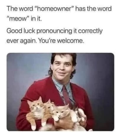 The Best Meow Memes Memedroid