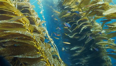 Species Archetype Models Of Kelp Forest Communities Reveal Diverse