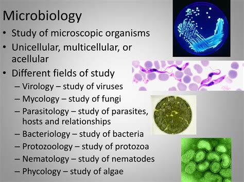 Ppt Microbiology Powerpoint Presentation Free Download Id2099807